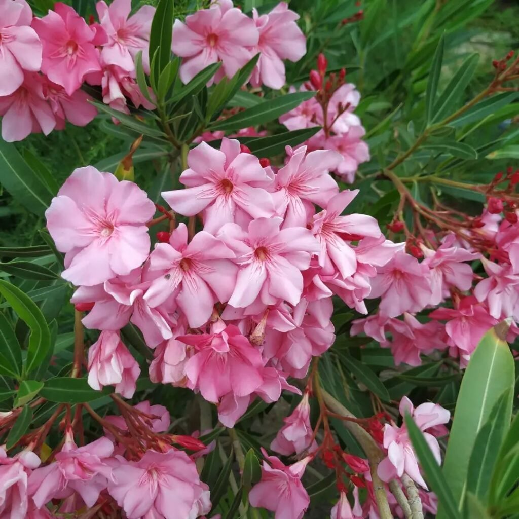 Oleander is an ornamental shrub known for its vibrant, showy flowers in shades of pink, red, or white, often symbolizing caution due to its toxic nature, thriving in full sun and well-draining soil.