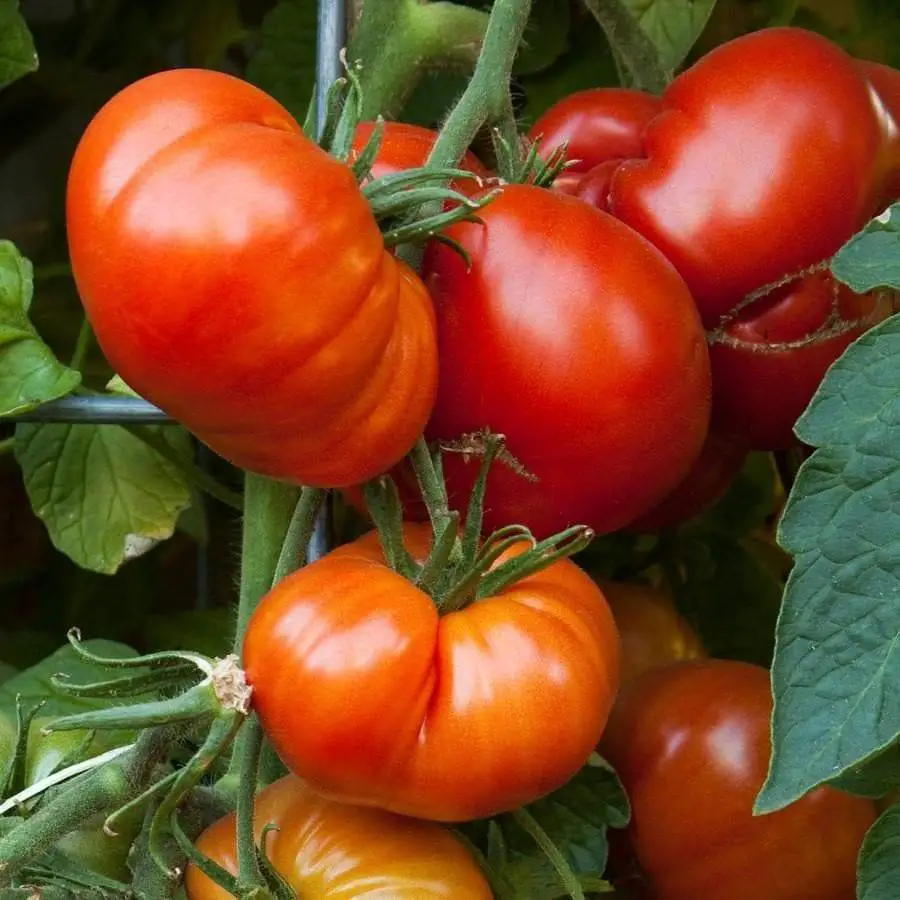 Beefmaster is a popular hybrid tomato variety known for its large, meaty fruits, excellent flavor, and high yield, thriving in full sun and well-draining soil, making it ideal for sandwiches and salads.