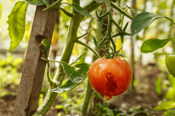 Damage in plants can manifest as discoloration, wilting, leaf drop, or chewed foliage, often caused by pests, diseases, environmental stress, or nutrient deficiencies.Caterpillar Damage