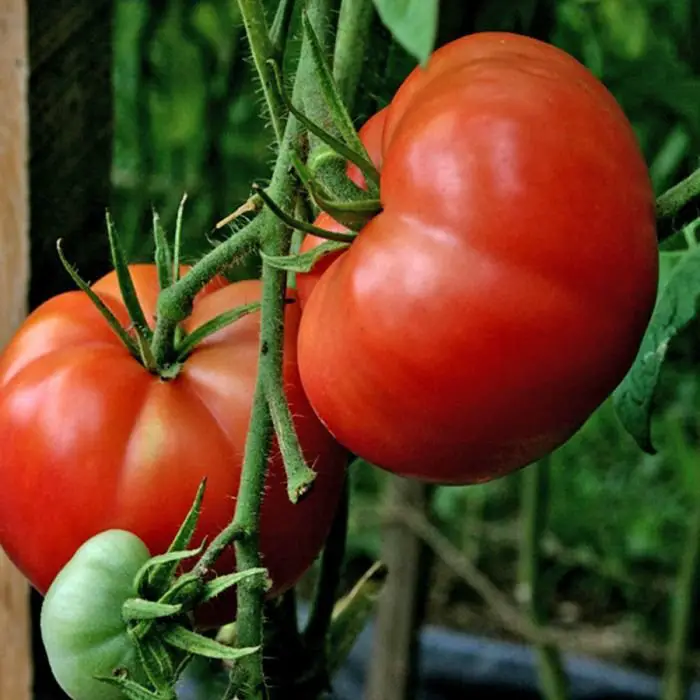 Big Boy is a classic hybrid tomato variety known for its large, round, and flavorful fruits, thriving in full sun and well-draining soil, and often prized for its high yield and versatility in cooking.