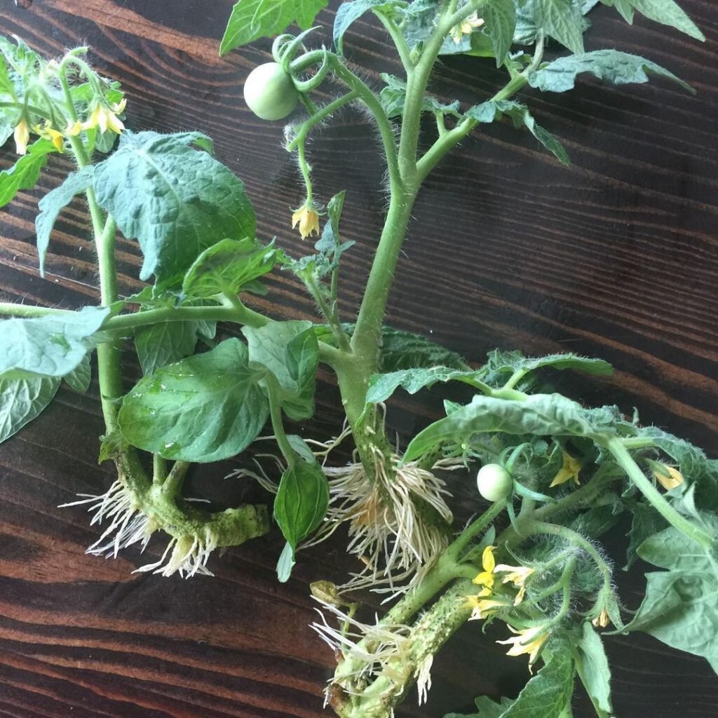 Rooting tomato suckers involves removing the small shoots from between the main stem and branches, placing them in water or soil, and allowing them to develop roots before transplanting.