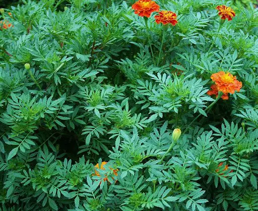 Marigolds Plant