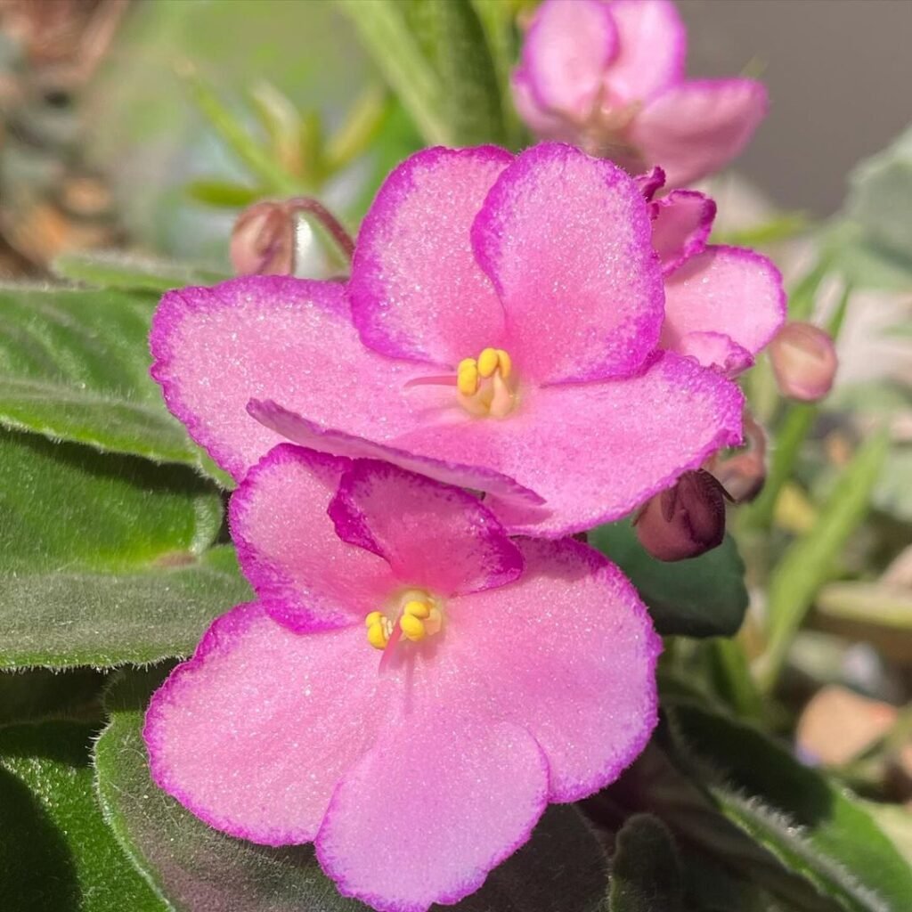 Violets symbolize modesty, loyalty, and love, with their soft, fragrant blooms often associated with faithfulness and humility, thriving in shaded or partially shaded areas with well-draining soil.