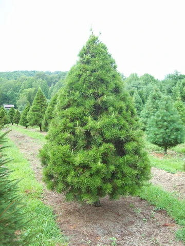 Virginia Pine