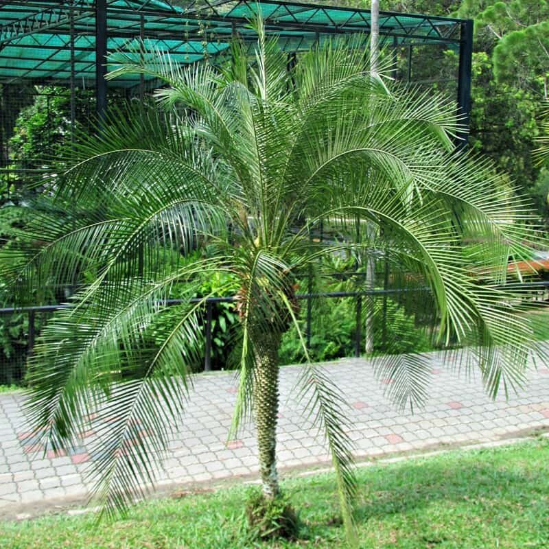 The Robellini Palm (*Phoenix roebelenii*), also known as the Pygmy Date Palm, is a small, graceful palm tree with feathery, arching fronds, commonly used in landscaping or as an indoor ornamental plant.