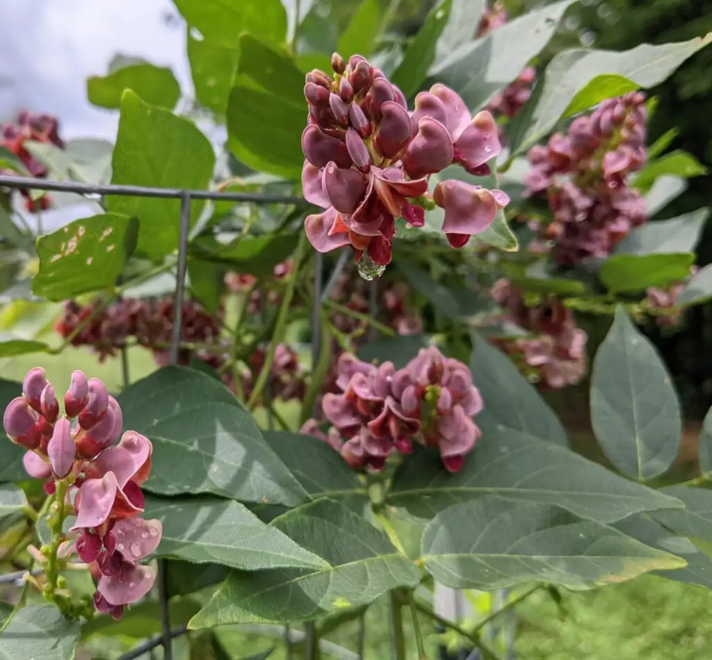 The Ground Nut Tree (*Pachira aquatica*), also known as the Money Tree, is a tropical plant with braided trunks and large, glossy leaves, often grown indoors for its decorative appeal and believed to bring good luck.