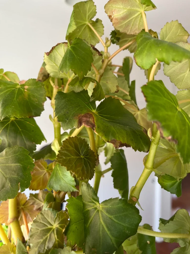 Rieger Begonia Flower Petals Turning Brown: Causes and Solutions