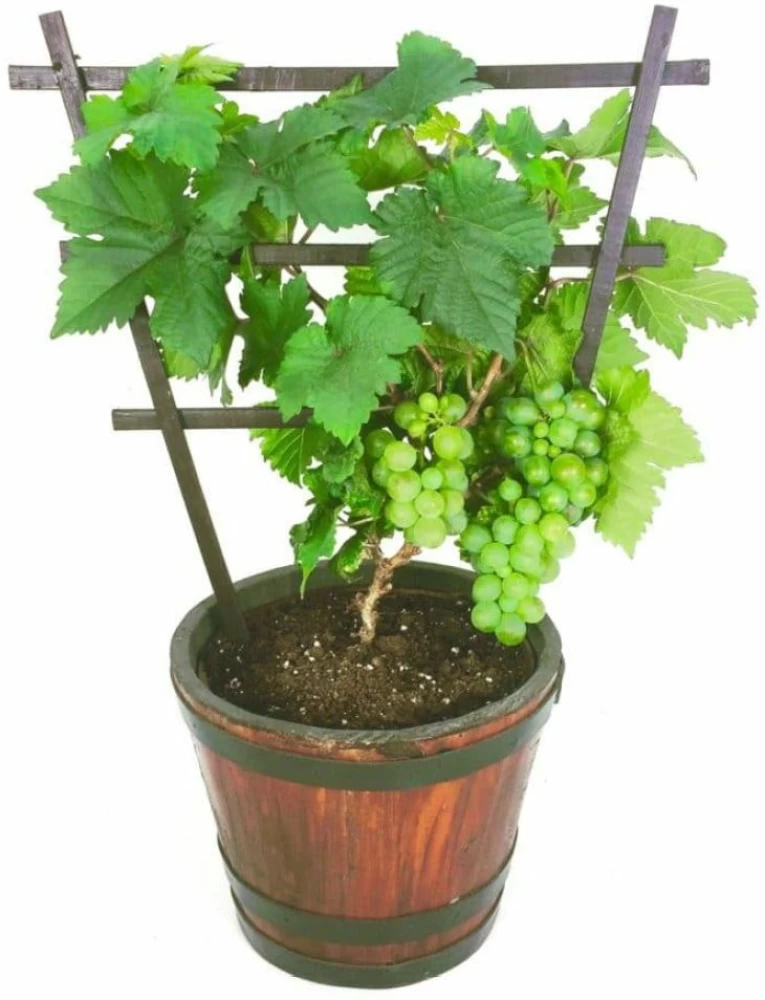 Grapes Plant