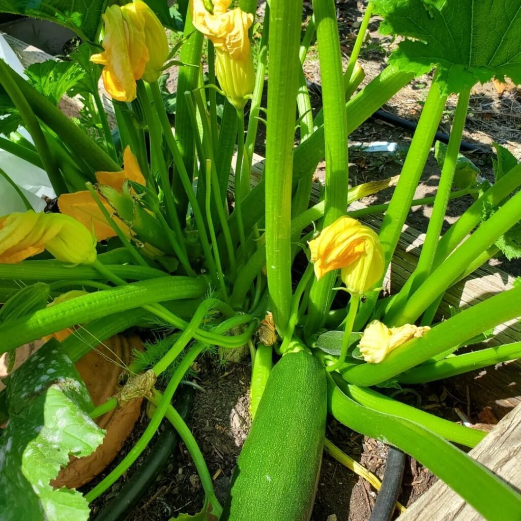 Zucchini is a fast-growing summer squash that thrives in full sun and well-drained soil, producing tender, mild-flavored fruits that are versatile in cooking, from stir-fries to baked goods.