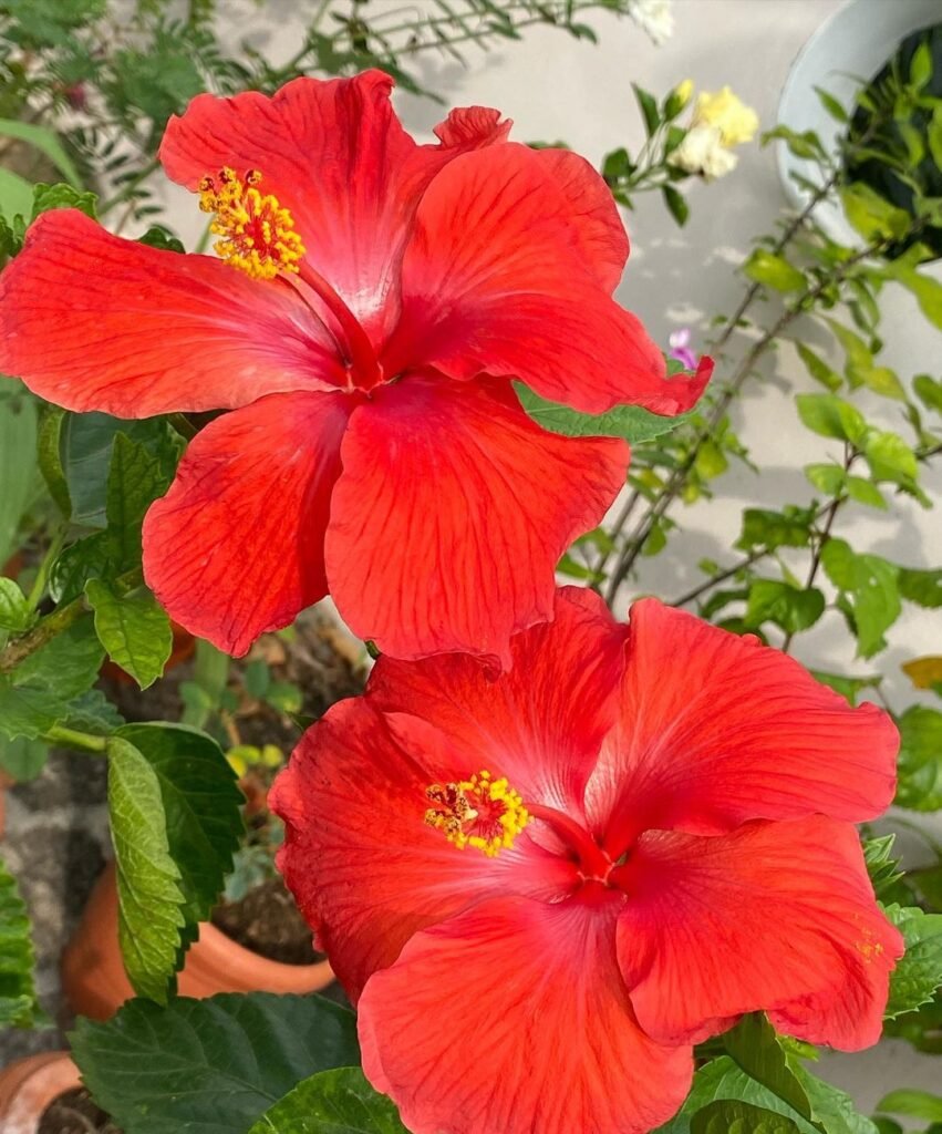 Orange Hibiscus : Growing and Caring for These Vibrant Tropical Blooms