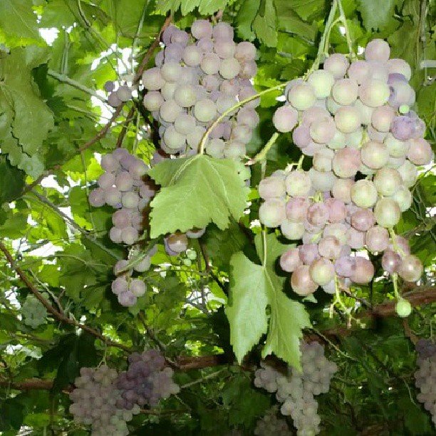 Grapes are vining plants that thrive in full sun, well-drained soil, and require support like trellises, producing clusters of sweet or tart fruit used for eating, juicing, or wine-making.