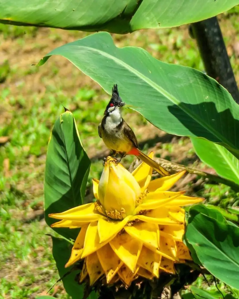 Golden Lotus Banana