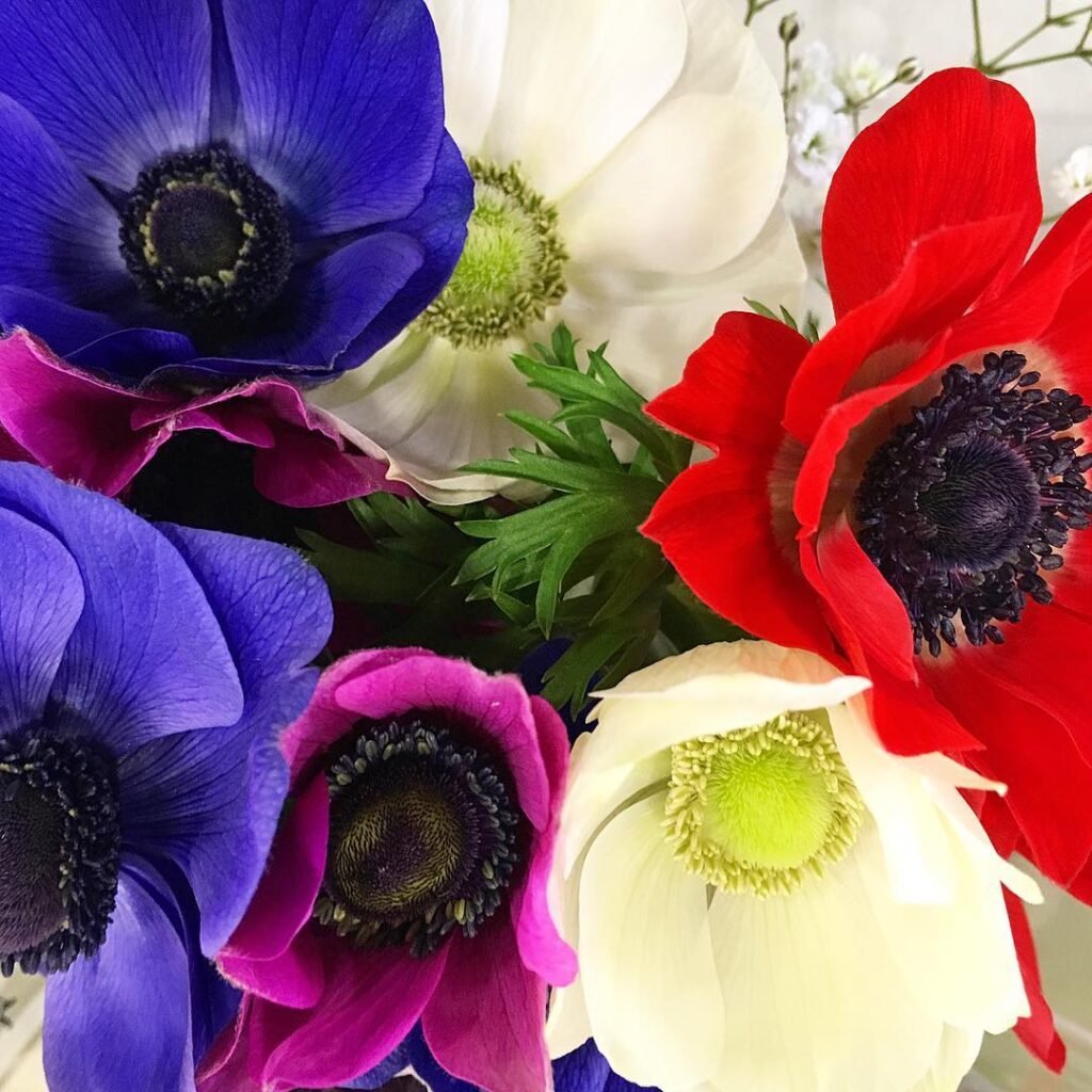 Anemone De Caen is a vibrant spring-blooming flower known for its colorful, poppy-like blooms in shades of red, blue, and white, thriving in full sun and well-draining soil.