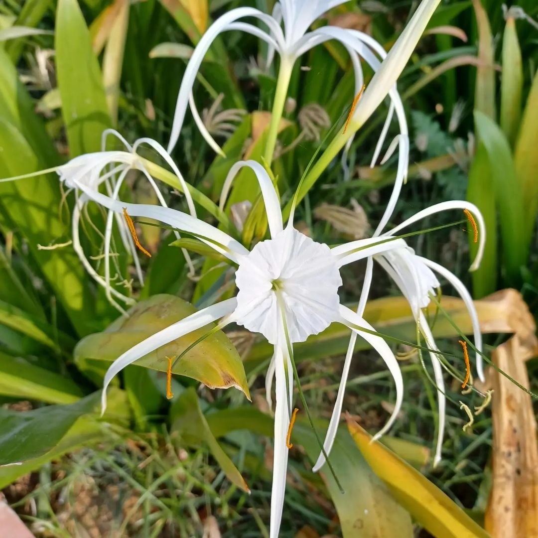 Spider lily is a striking bulb plant known for its long, spider-like petals in red, white, or yellow, thriving in full sun to partial shade and well-draining soil.