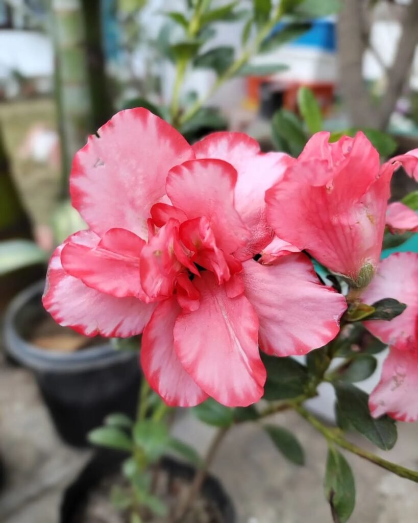 Azaleas are flowering shrubs known for their vibrant blooms in various colors, thriving in acidic, well-draining soil and partial shade, and often creating stunning displays in spring gardens.