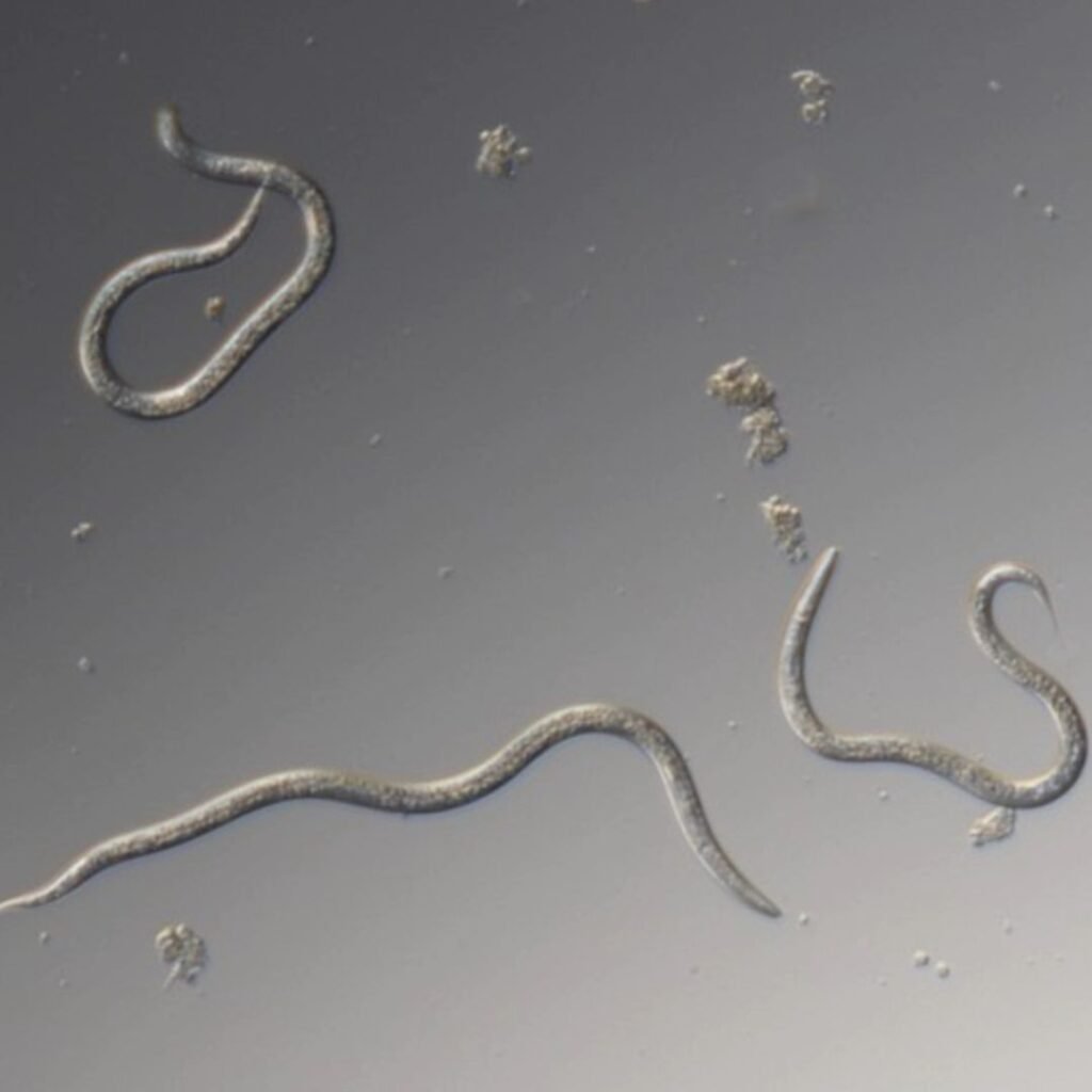 Beneficial Nematodes