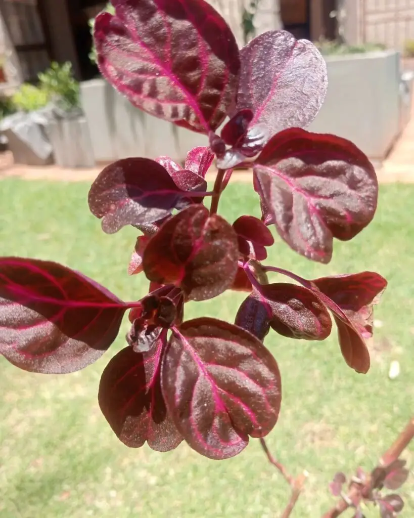 Bloodleaf plantIresine herbstii (Herbst's bloodleaf, chicken gizzard plant, Beefsteak plant, Lalsa)It used to be in a much better condition, but I didn't like it at first so neglected it and just kept it alive. Now I really want to revive it and make more