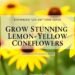 Echinacea 'Leilani' Care Guide: Growing Lemon Yellow Coneflowers