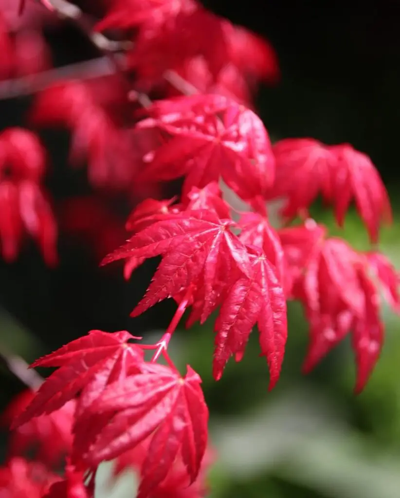 Japanese Maple 