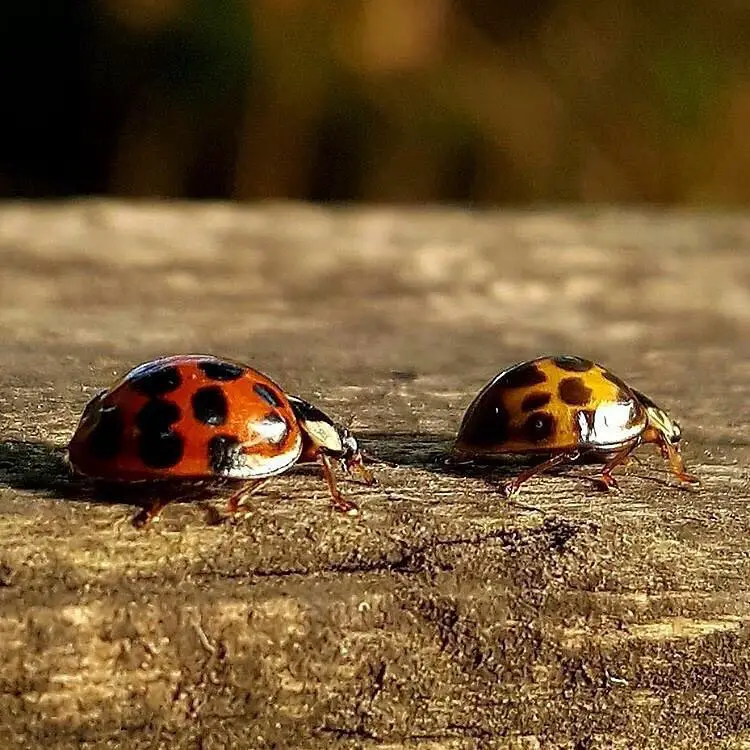 Ladybugs (Coccinellidae)