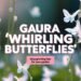 Gaura 'Whirling Butterflies': Easy Care & Growing Tips 4 Gaura 'Whirling Butterflies': Easy Care & Growing Tips