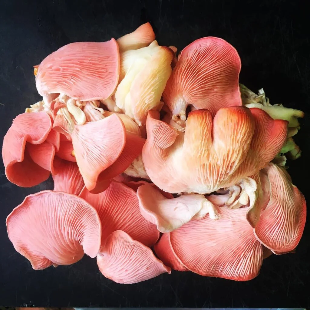 Pink Oyster Mushrooms