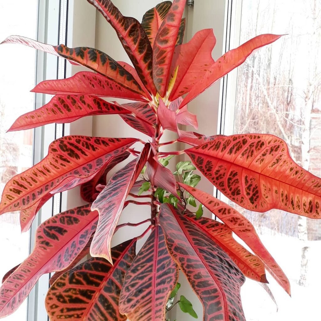 Red Croton (Codiaeum variegatum)