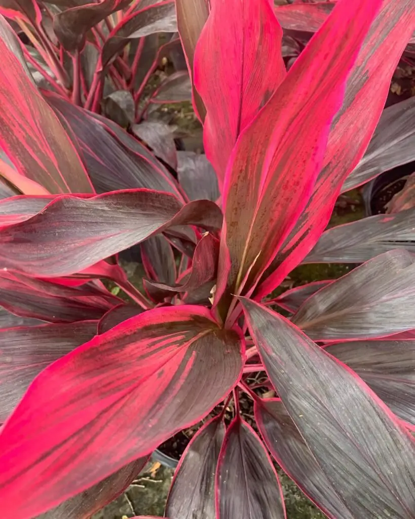 Red Ti Plant (Cordyline fruticosa)