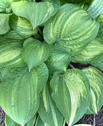 Vivacious Hostas