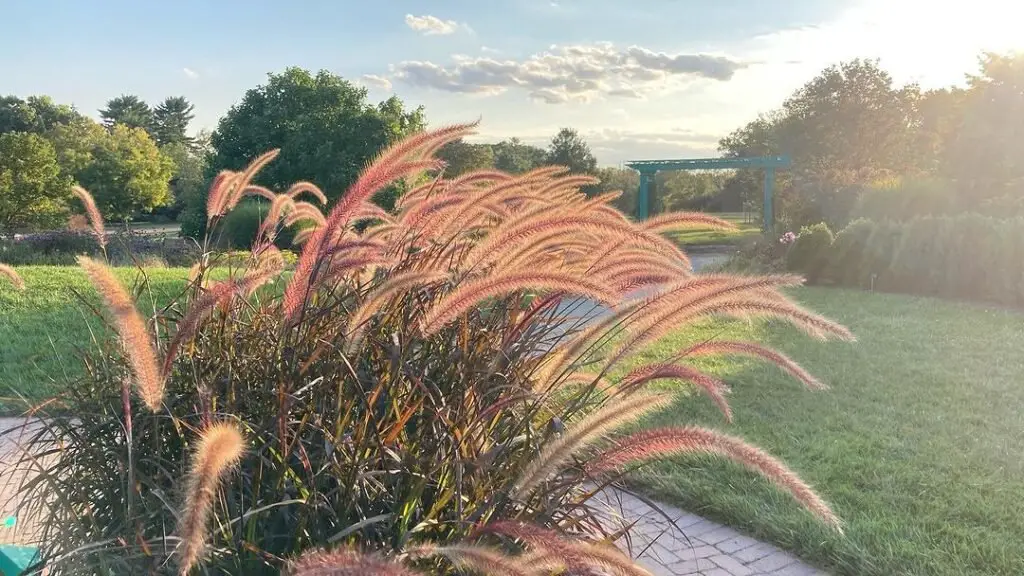 Red Fountain Grass