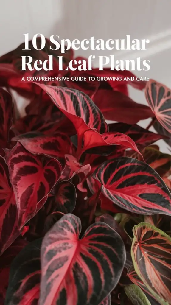 A close-up of a selection of striking red leaf plants, such as Coleus, Japanese Maple, and Red-Leaf Begonia, with each plant displaying rich, vibrant shades of red. The plants are arranged against a neutral background to make the bold colors pop, with soft natural lighting highlighting the leaf textures and details. The text overlay reads '10 Spectacular Red Leaf Plants: A Comprehensive Guide to Growing and Care' in a stylish, contrasting font, capturing attention and adding elegance to the image.