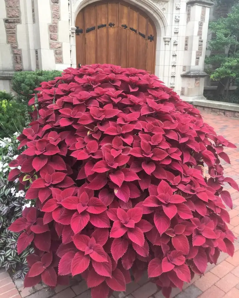 Red Coleus (Plectranthus scutellarioides)