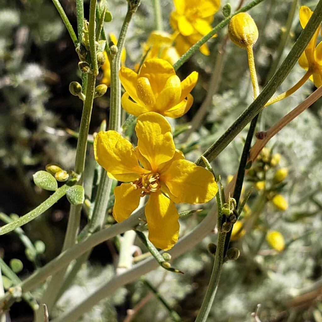 #desertsenna