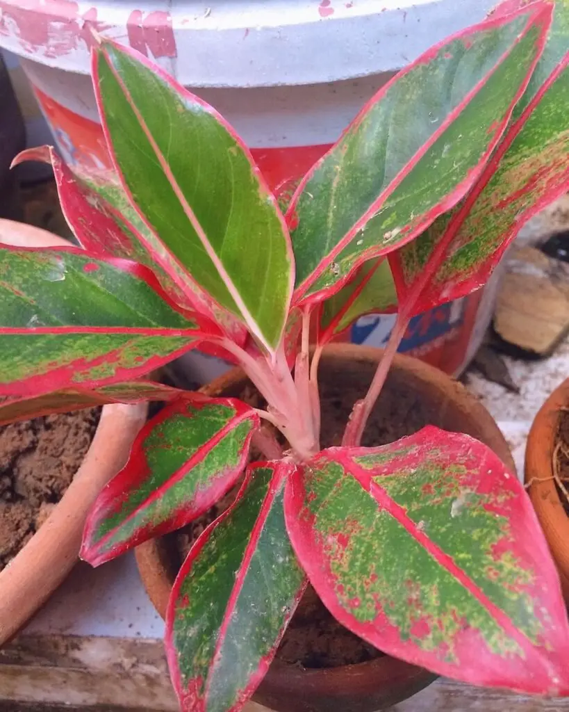 Red Chinese Evergreen (Aglaonema 'Red Siam')