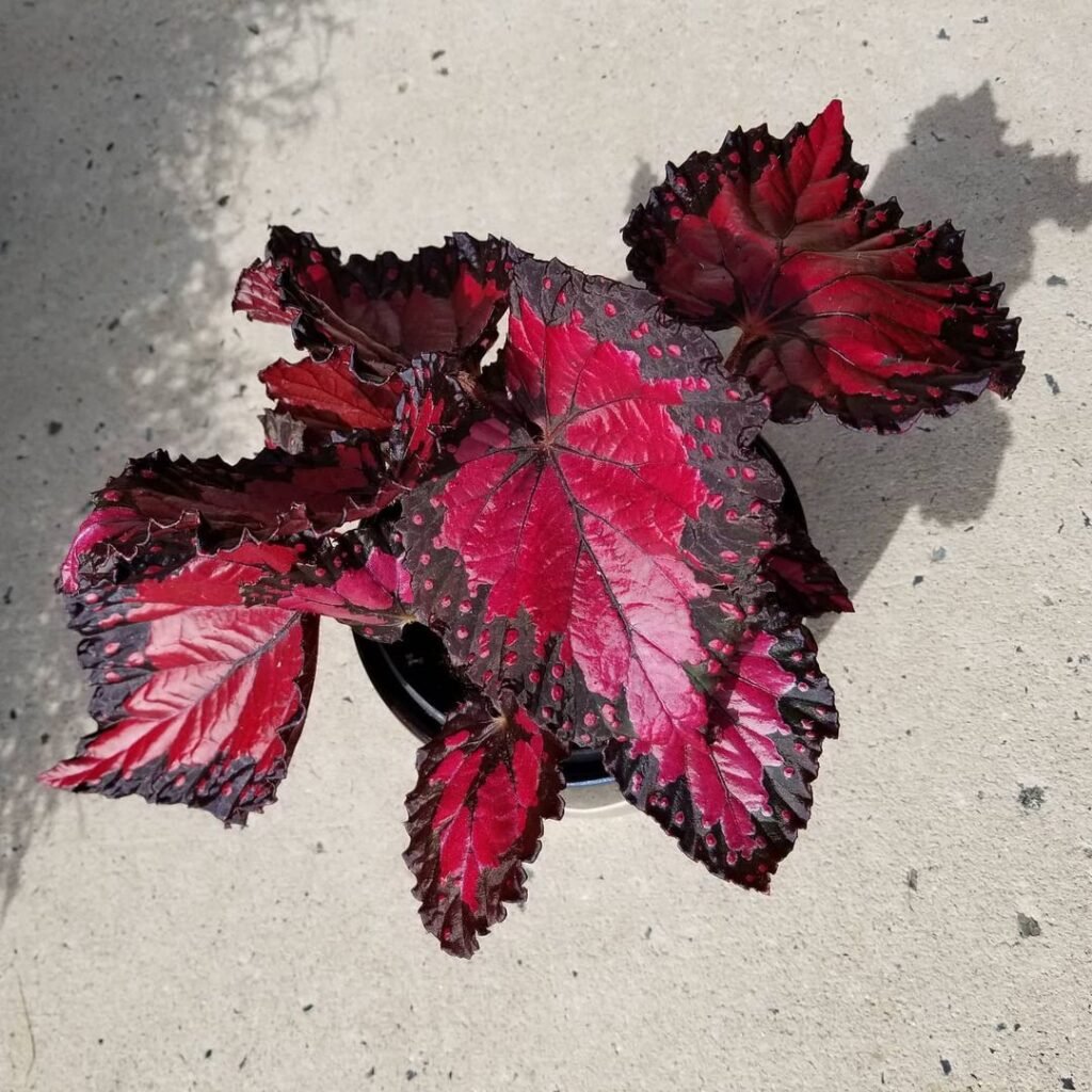 Red Rex Begonia