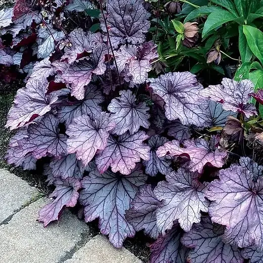 Heuchera