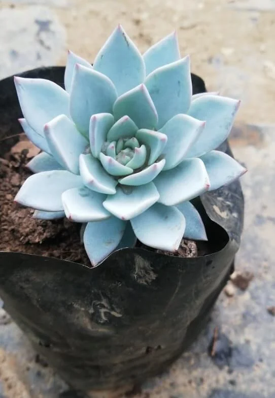 Echeveria 'Blue Prince'