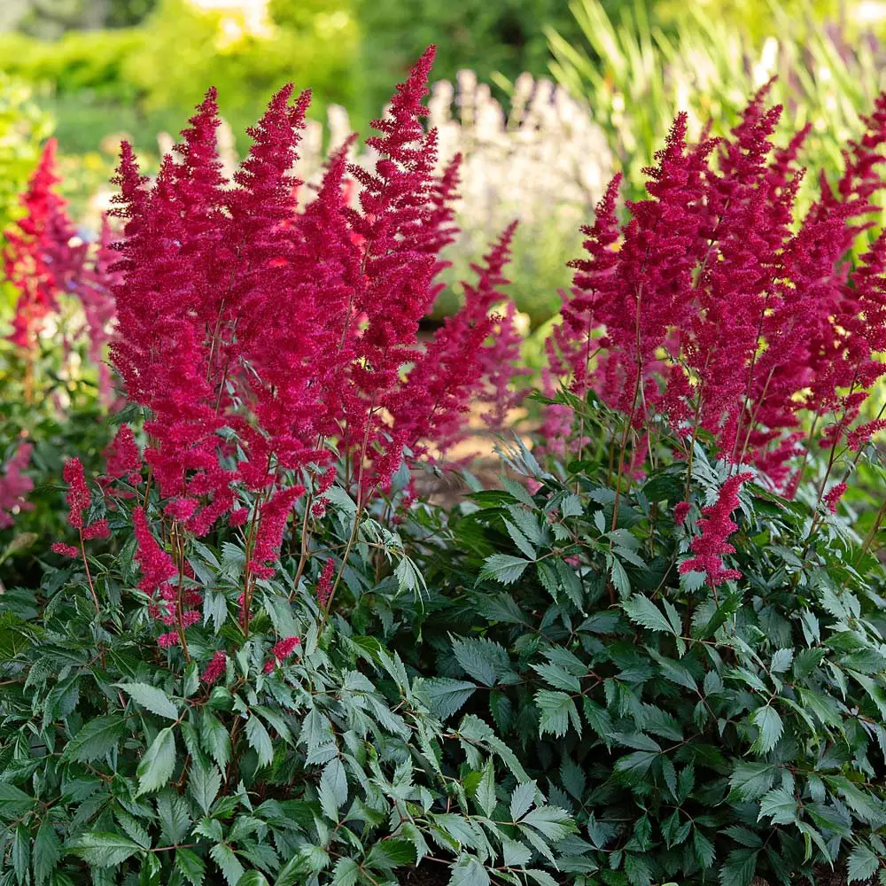 Astilbe x arendsii