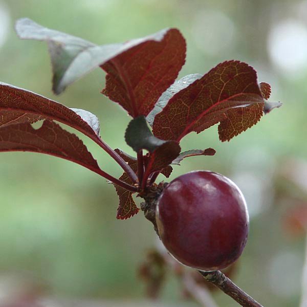 Purple Leaf Plum (Prunus cerasifera)