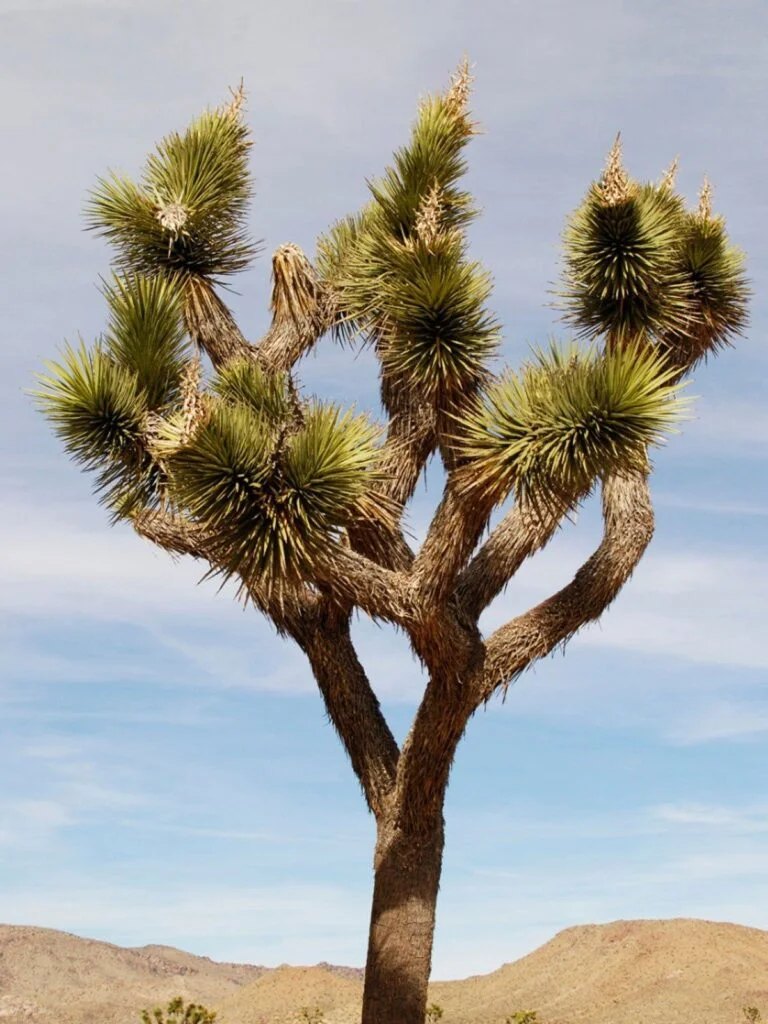 Joshua Tree