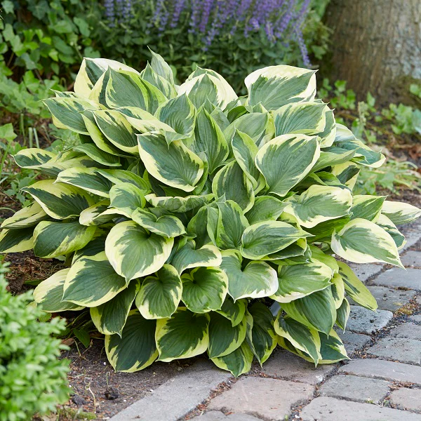 Hostas