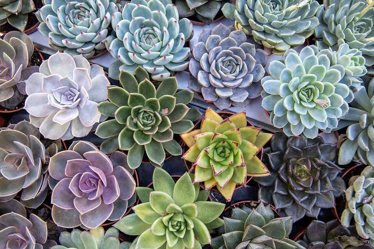 Bluish Green Echeveria Varieties