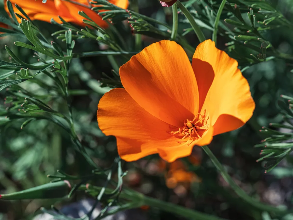 California Poppy