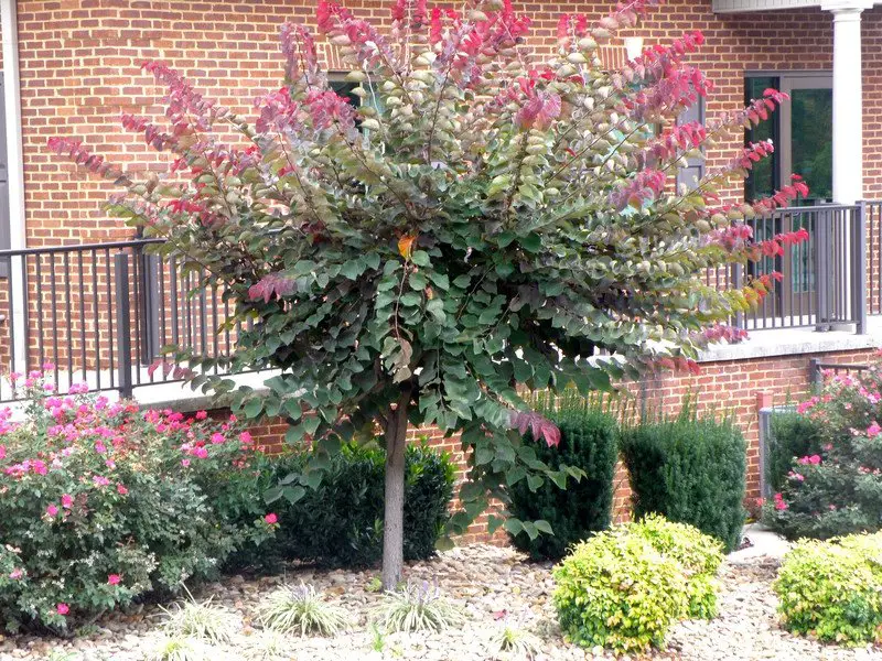 Cercis canadensis 'Forest Pansy'