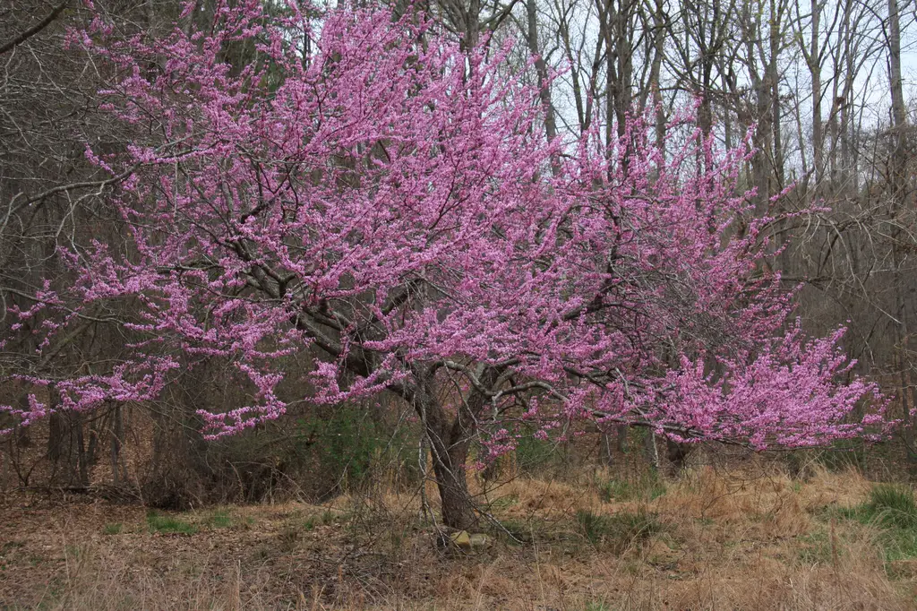 Cercis canadensis - Eastern Redbud