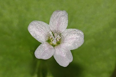 Miner’s Lettuce