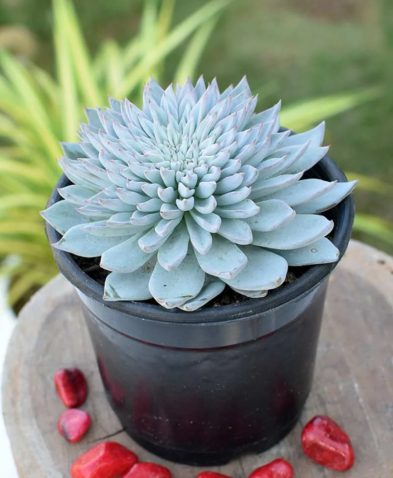 Echeveria 'Blue Bird'