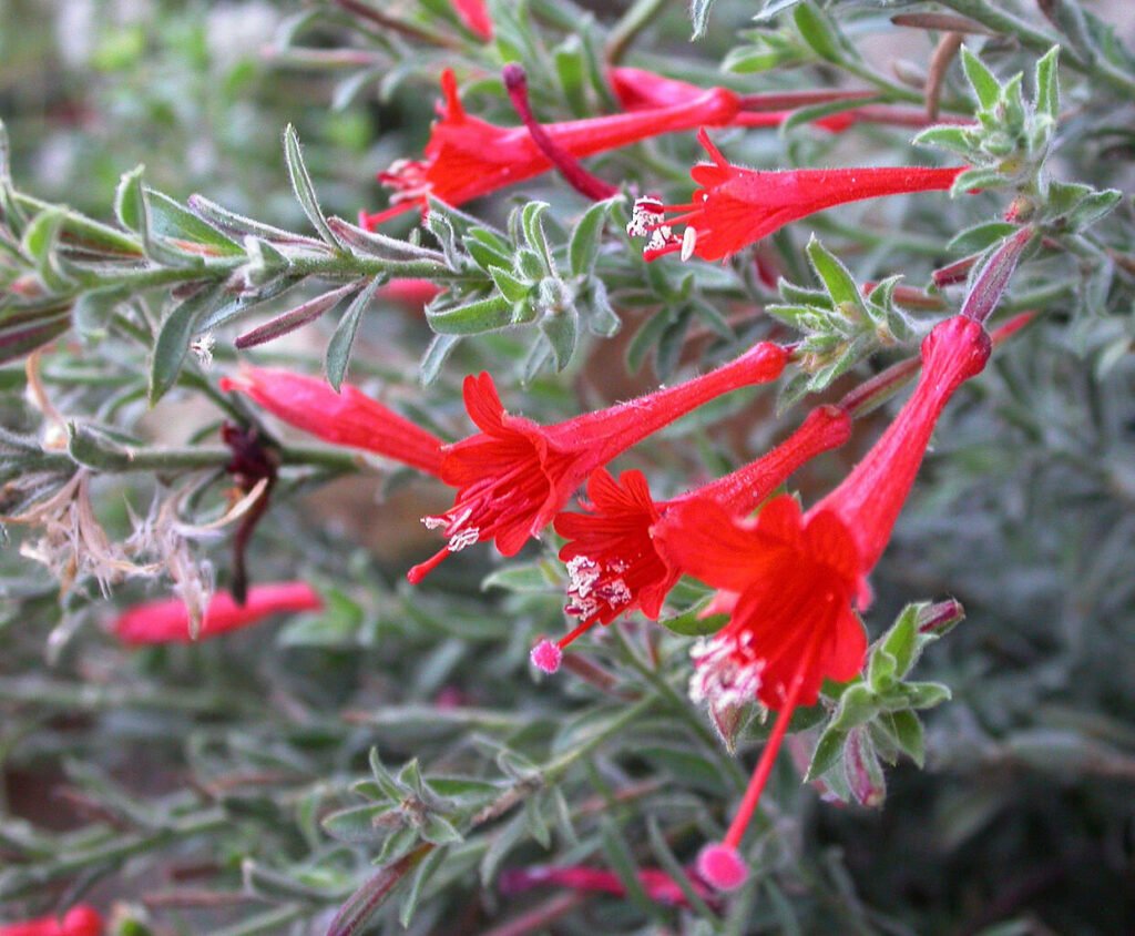 California Fuchsia (Epilobium canum)