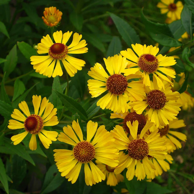 Autumn Sneezeweed (Helenium autumnale)