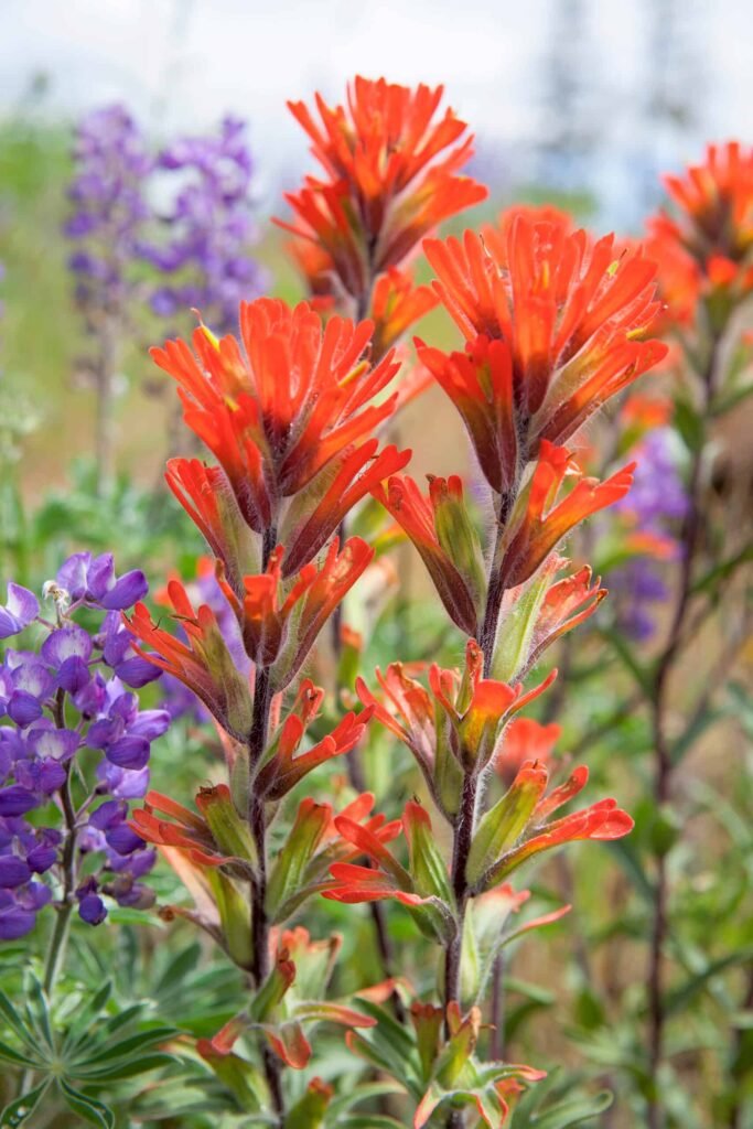 Indian Paintbrush